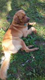 Lost Dog