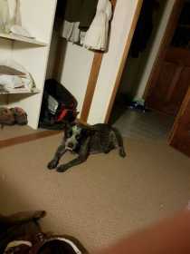Lost Dog
