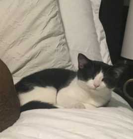 Lost Cat