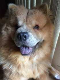 Lost Dog