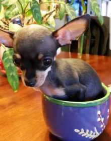 Lost Dog