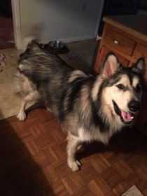 Lost Dog