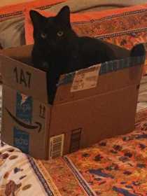 Lost Cat