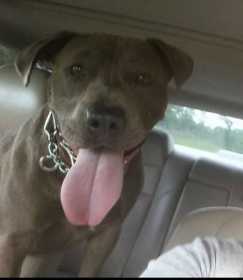 Lost Dog