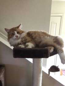 Lost Cat