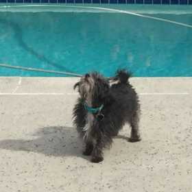 Lost Dog