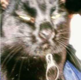 Lost Cat