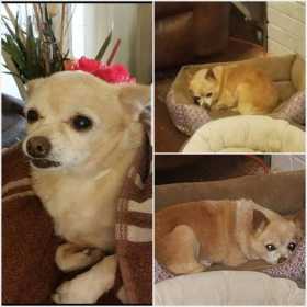 Lost Dog