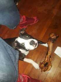 Lost Dog