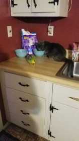 Lost Cat