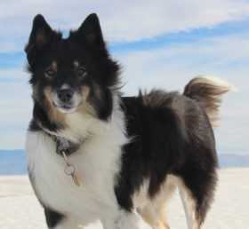 Lost Dog