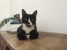 Lost Cat