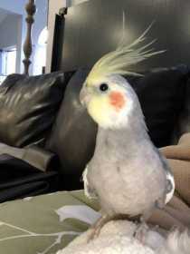 Lost Cockatiel