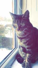 Lost Cat