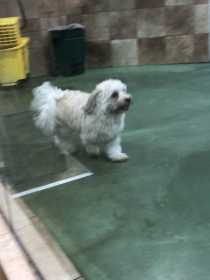 Lost Dog