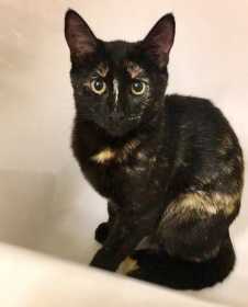Lost Cat