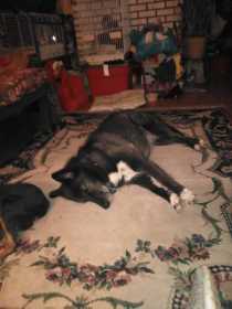 Lost Dog