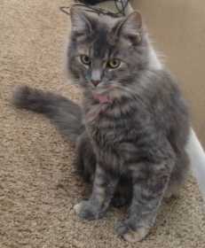 Lost Cat