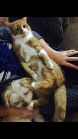 Lost Cat