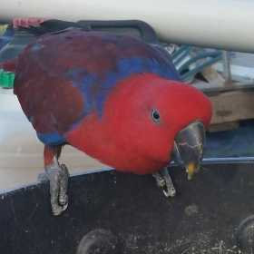 Lost Eclectus