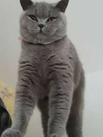 Lost Cat