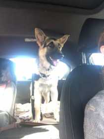 Lost Dog