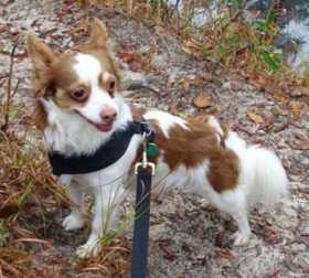 Lost Dog