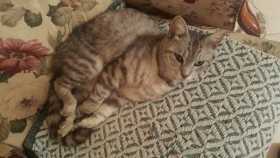Lost Cat