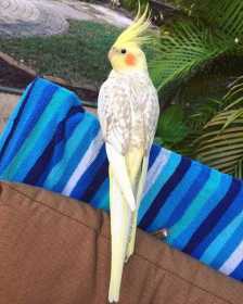 Lost Cockatiel