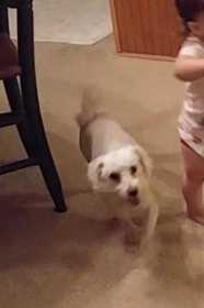 Lost Dog