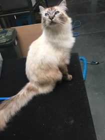 Lost Cat