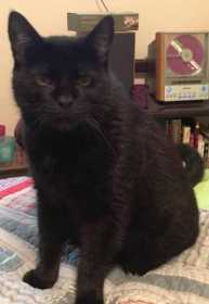 Lost Cat