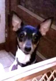 Lost Dog