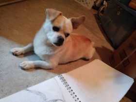 Lost Dog