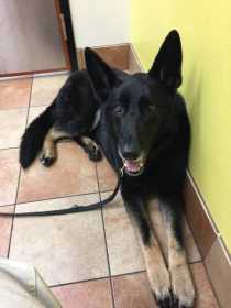 Lost Dog