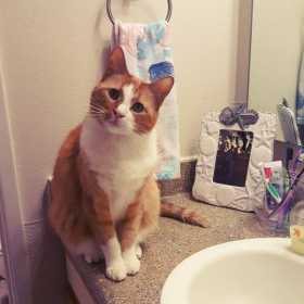 Lost Cat