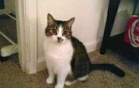 Lost Cat