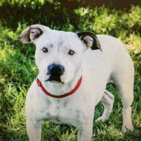 Lost Dog