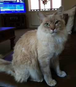 Lost Cat