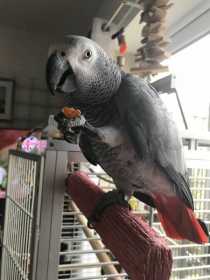 Lost African Grey