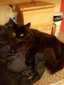 Lost Cat