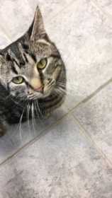 Lost Cat