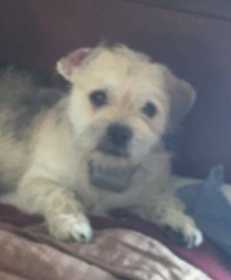 Lost Dog