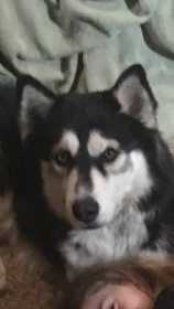 Lost Dog