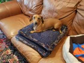 Lost Dog