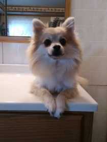 Lost Dog