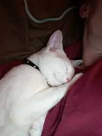 Lost Cat