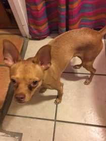 Lost Dog