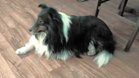 Lost Dog
