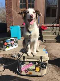 Lost Dog